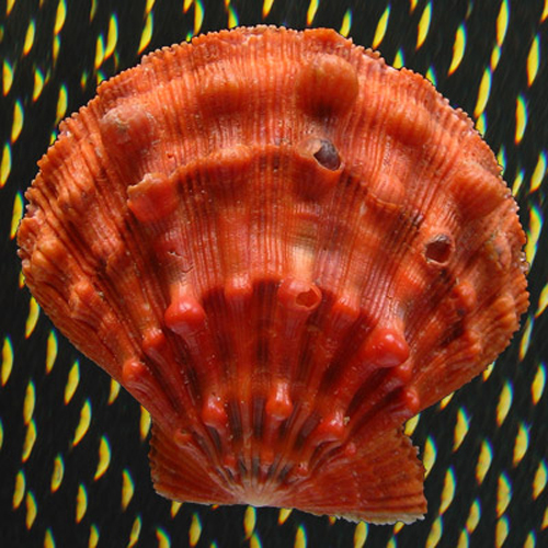 Nodipecten nodosus Linnaeus, 1758