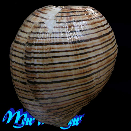 Alternative view of Hydatina vesicaria (Lightfoot, 1786)