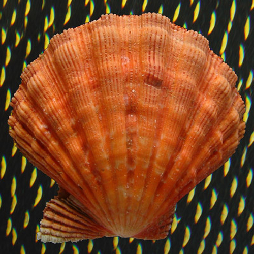 Nodipecten nodosus Linnaeus, 1758 - Imagem 2