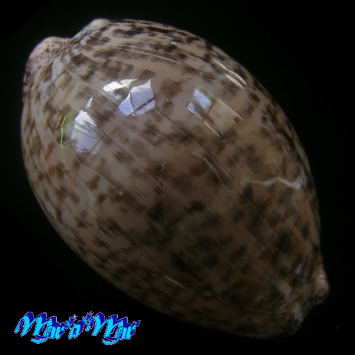 Cypraea (Luria) cinerea brasiliensis L. & H., 1993