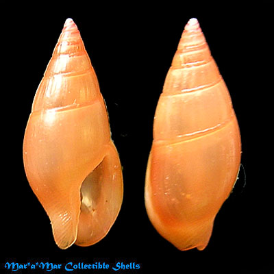 Zafrona lindae Petuch, 1972