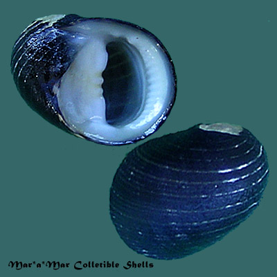 Nerita senegalensis Gmalin, 1791.