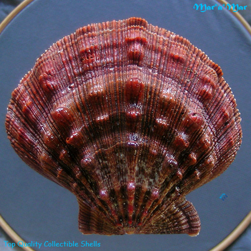 Nodipecten nodosus Linnaeus, 1758