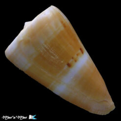 Alternative view of Conus riosi Petuch, 1986