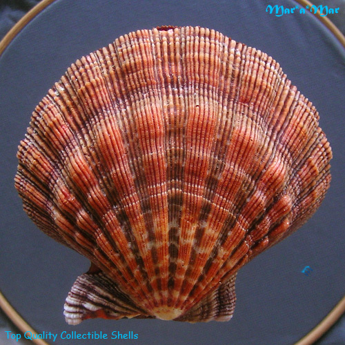 Nodipecten nodosus Linnaeus, 1758 - Image 2