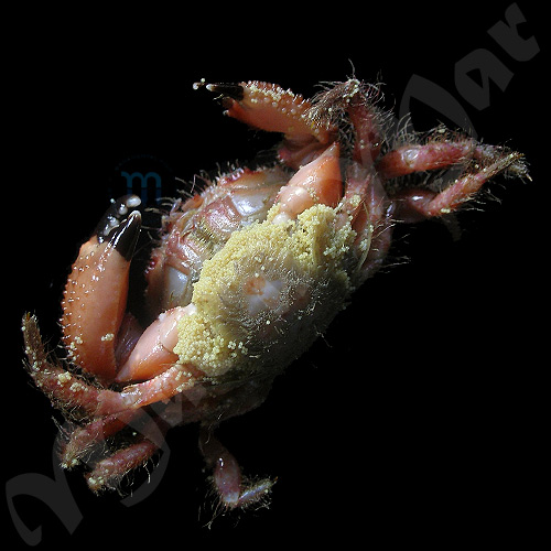 Pilumnus cf. floridanus (Stimpson, 1871) - Imagem 2