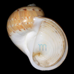 Natica canrena (Linnaeus, 1758)