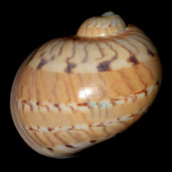Natica canrena (Linnaeus, 1758) - Imagem 2