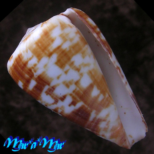 Conus venulatus Hwass, 1792