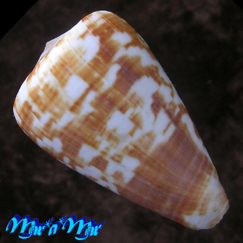 Alternative view of Conus venulatus Hwass, 1792