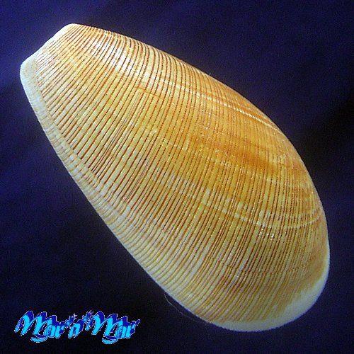 Alternative view of Scaphander Darius Marcus,1967