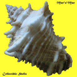 Alternative view of Vasum cassiforme (Kiener, 1841)