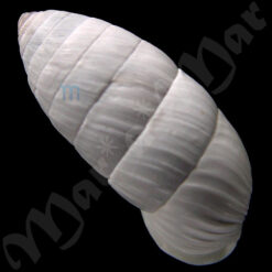 Alternative view of Cerion incana (Binney, 1851)