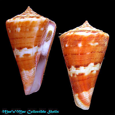 Conus carioca Petuch, 1986