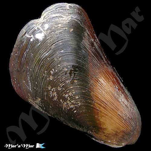 Alternative view of Mytella guyenensis (Lamarck, 1819)