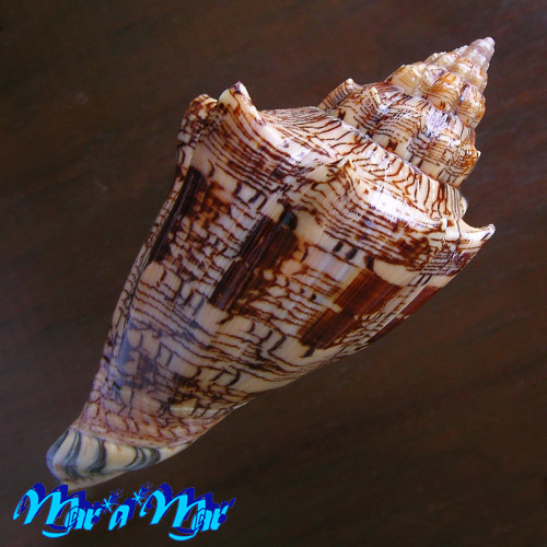 Alternative view of Voluta ebraea Linnaeus, 1758