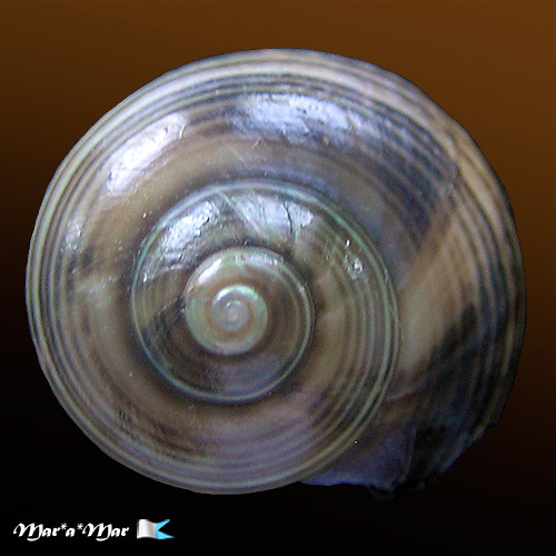 Clanculus spadiceus Philippi, 1848