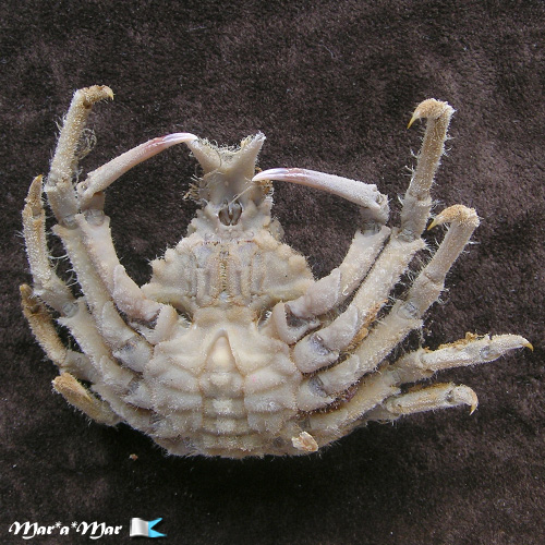 Libinia belicosa Oliveira, 1944 - Image 2