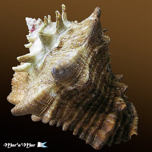 Vasum cassiforme (Kiener, 1841) - Image 2