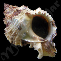 Phyllonotus margaritensis (Abbott, 1958)