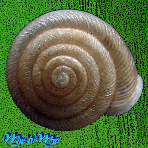 Polygyra plana bahamensis Vanatta, 1919