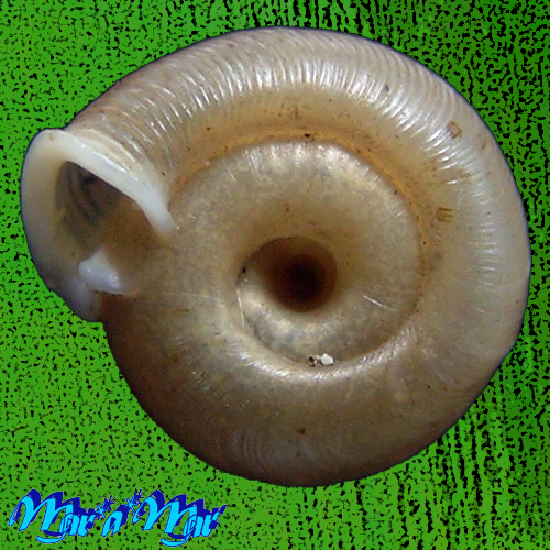 Alternative view of Polygyra plana bahamensis Vanatta, 1919