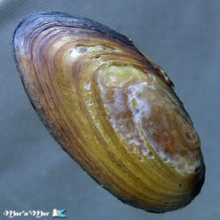 Diplodon chilensis patagonicus (Orbigny, 1835)