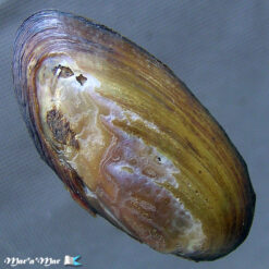 Alternative view of Diplodon chilensis patagonicus (Orbigny, 1835)