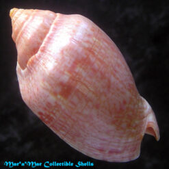 Alternative view of Voluta musica carneolata Lamarck, 1818