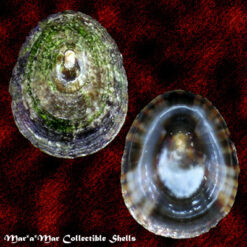 Siphonaria pectinata (Linnaeus, 1758)*