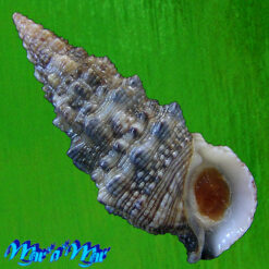 Cerithium atratum (Born, 1778)