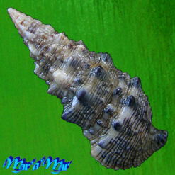 Alternative view of Cerithium atratum (Born, 1778)