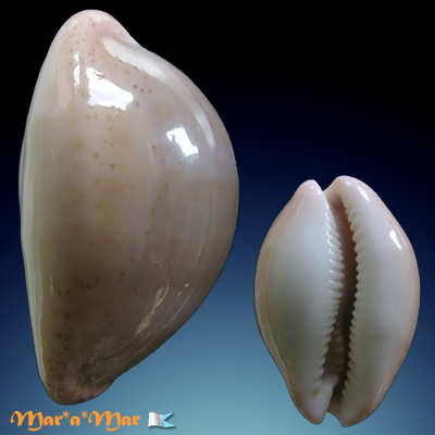 Cypraea (Luria) cinerea brasiliensis L. & H., 1993