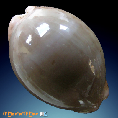 Cypraea (Luria) cinerea brasiliensis L. & H., 1993 - Image 2