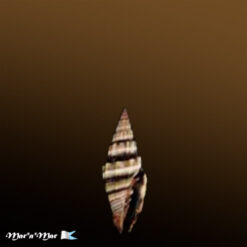 Vexillum intermedium Kiener, 1838