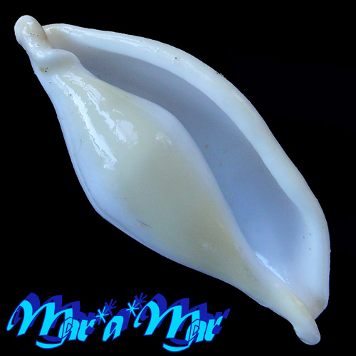 Pseudocyphoma intermedium (Sowerby, 1828)