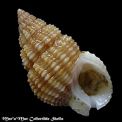 Nassarius albus (Say, 1826) - Imagem 2