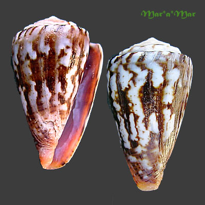 Poremskiconus brasiliensis Clench, 1942