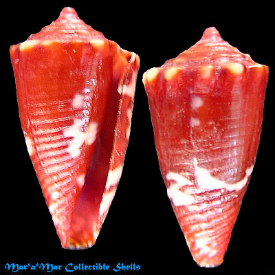 Conus delucai Coltro, 2004