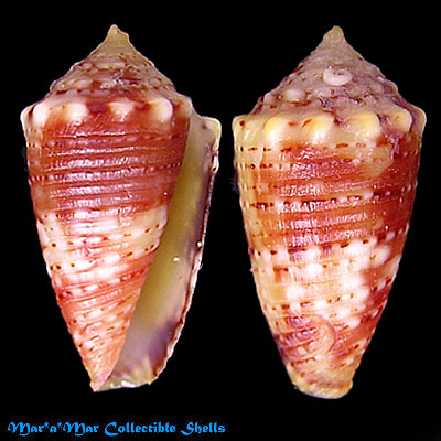 Conus bodarti Coltro, 2004