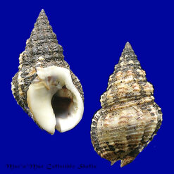 Nassarius polygonatus Lamarck 1822*