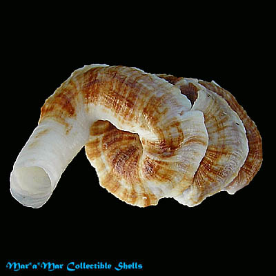 Dendropoma irregularis (Orbigny, 1842)