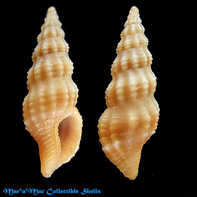 Nassarina thetys Costa & Absal, 1998.