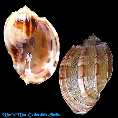 Harpa major Röding, 1798