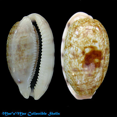 Cypraea (Blasicrura) teres teres Gmelin, 1791