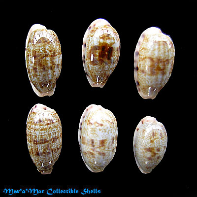 Cypraea (Blasicrura) teres teres Gmelin, 1791
