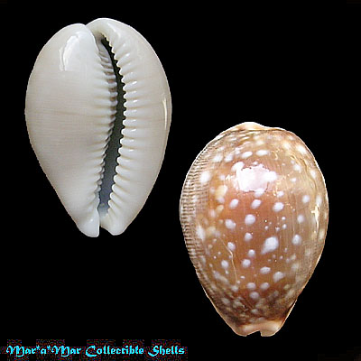 Cypraea (Lyncina) vitellus dama Perry, 1811