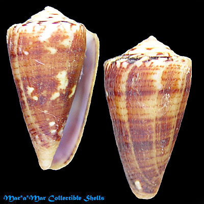 Conus cargilei Coltro, 2004