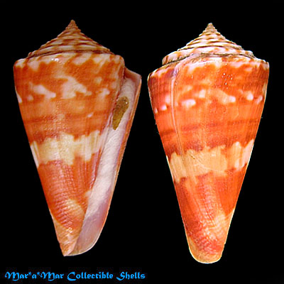 Conus carioca Petuch, 1986