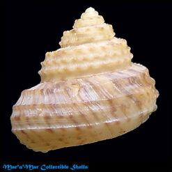 Soraliella carvalhoi Lopes & Cardoso, 1958